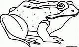 Frog Coloring Pages Printable Kids Frogs Sick Animal Print Colouring Clipart Color Popular Getdrawings Library Homepage Coloringhome sketch template