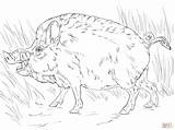 Coloring Boar Wild Hog Pages Big Pig Printable Color Boars Template sketch template