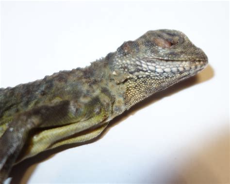 identifikation reptil allgemeines agamen terraonde