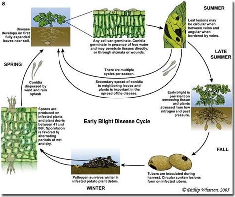 Image Result For Powdery Mildew Life Cycle Nz Cucumber Plant Diseases