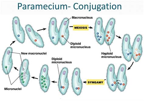 Paramecium Sexual Reproduction Diagram Diagram Media