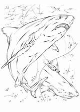 Shark Coloring Pages Basking Getdrawings sketch template