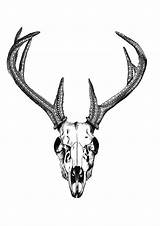 Skull Deer Drawing Drawings Skulls Tattoo Clipart Tattoos Animal Clipartbest A4 Illustration Sketch Clipartmag Buy Visit Tatoo Sketches sketch template