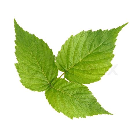 raspberry green leaves isolated  stock photo