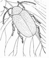 Coloring Beetle Pages Leaf Bug June sketch template