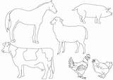 Ferme Animali Fattoria Poule Mouton Vache Coq Cochon Cheval Enfants Coloriages Poussin Wonder sketch template