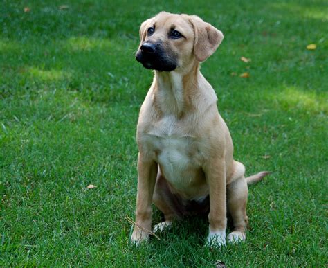 German Shepherd And Lab Mix