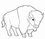 Buffalo Cartoon Animal Wild Depositphotos Agaes8080 sketch template