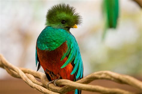 xcaret presents  magnificent quetzal bird exhibit   delight