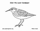 Sandpiper Coloring Least Designlooter 19kb 612px sketch template