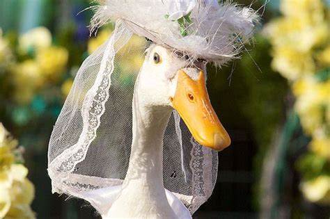 dressed  ducks australian fashion parade  ducks  guaranteed