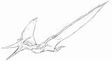 Pterodactyl Pteranodon Drawing Coloring Dinosaur Pages Flying Getdrawings sketch template