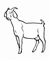 Goat Coloring Pages Animal Kids Wild Drawing Goats Sheet Colouring Line Clipart Color Printable Clip Boer Female Pygmy Printables Animals sketch template