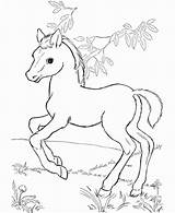 Horse Coloring Pages Cute Baby Horses Printable Color Print Getcolorings sketch template