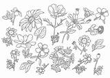 Outline Flowers Vector Wild Collection Vecteezy sketch template