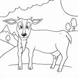 Capra Colorat Capre Goat Kolorowanki Kozy Planse Pizzetto Desene Goats Kolorowanka Koza Fattoria Didattica Vicino Iezi Luino Valli Svizzera Luinese sketch template