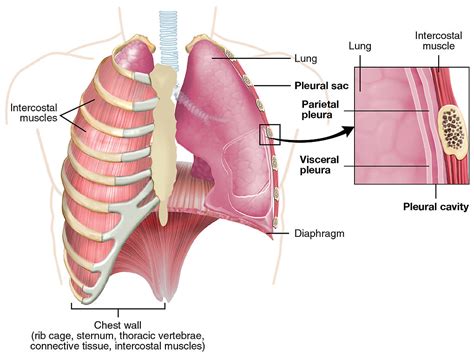 chest wall tumors  patient guide  heart lung  esophageal surgery
