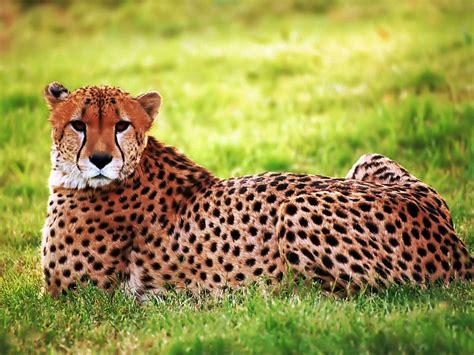 cheetah  biggest animals kingdom