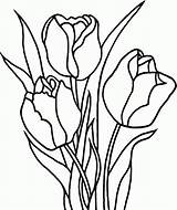 Tulip Coloring Print Pages Printable Popular sketch template