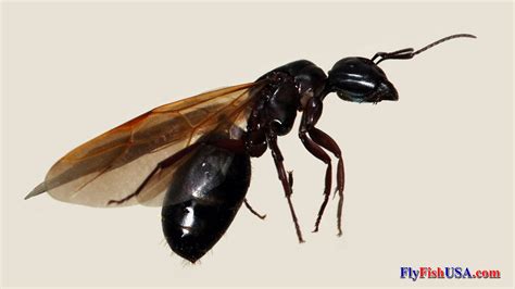 winged carpenter ant queen fly