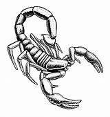 Scorpion Drawing Clipart Draw Pencil Easy Tribal Outline Sketch Realistic Scorpian Drawings Animals Clip Cliparts Drawn Scorpions Coloring Pages Collection sketch template