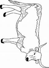 Koe Ausmalbilder Kuh Dieren Vaches Mewarnai Vache Mucche Sapi Colorare Coloriages Longhorn Animasi Animaatjes Bergerak Gify Cows Malvorlagen Kolorowanki Krowy sketch template