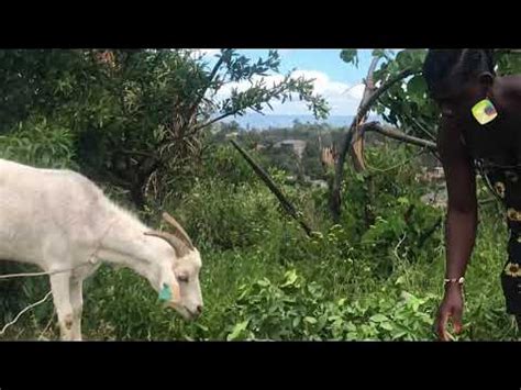 african village girl slaughtering goat  food part  youtube