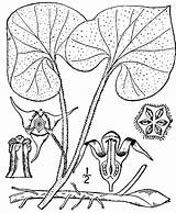 Ginger Canadense Asarum Wild Drawing Usda  Man Bread Pnd Lvd Asca Pixels Preview Size Namethatplant Getdrawings 1913 Britton Nrcs sketch template