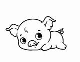 Piggy Colorir Pigs Bambino Colorare Granja Cerdito Lovely Cerdos Cachorros Maiale Porky Acolore Bebé Quinta Maiali Filhotes Cuccioli Fango Coloringhome sketch template