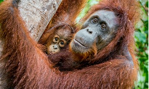 orangutans   extinct       stop  health  harmony