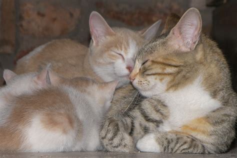 family  resting cats  image