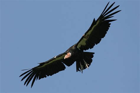 critically endangered california condor  faces lead threat peninsula press