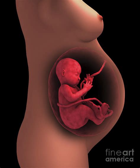 Cutaway View Of A Pregnant Woman Digital Art By Stocktrek Images Fine