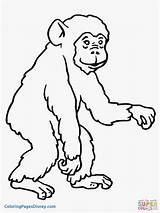 Coloring Ape Pages Getcolorings Apes sketch template