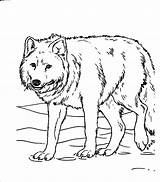 Jam Arctic Animal Wolf Coloring Pages Getcolorings sketch template
