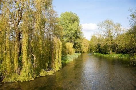 willow trees growing   clear water  river kennet chalk stream
