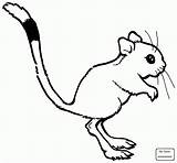 Rat Coloring Rats Pages Cartoon Drawing Kangaroo Kids Getdrawings Mammals Cute sketch template