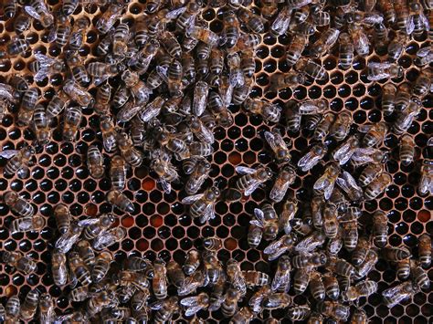 bijen op raat  zaans natuur milieu centrum