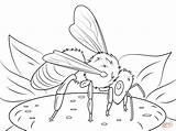 Coloring Honeybee Pages Kolorowanka Kolorowanki Druku Insects Printable Bees Dzieci Dla European Supercoloring Drawing sketch template