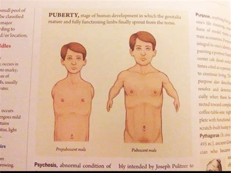 textbook definition  puberty     puberty stages  human development