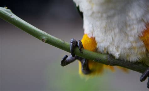 bird photography bird feet close   mark rogers