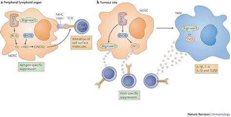 immune cell regulation to treat prostate cancer immunology
