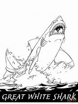 Ausmalbild Hai Ausmalbilder Great Haifisch Malvorlage Weisser Tiburones Springt sketch template