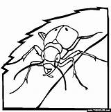 Flea Weevil Biedronki Beetle Kolorowanki Clipartmag Designlooter sketch template