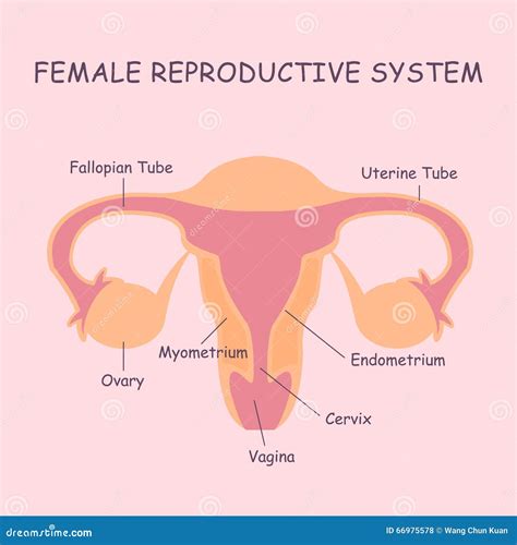 sistema riproduttivo femminile illustrazione vettoriale illustrazione  fertile fertilita