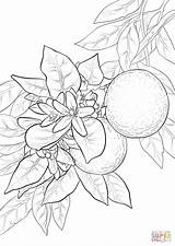 Arancio Naranja Albero Arance Blossom Stampare Frutta Alberi Coloringtop Fruits Naranjas Dina Castiglione sketch template
