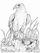 Eagle Harpy Soaring Drawing Coloring Getdrawings sketch template