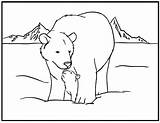 Arctic Coloring Bear Animal Family Fox Coloringbay sketch template
