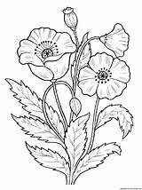 Coloring Poppy Pages Popular Flowers sketch template