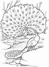 Peacock Realistic Coloring Pages Getcolorings Printable sketch template